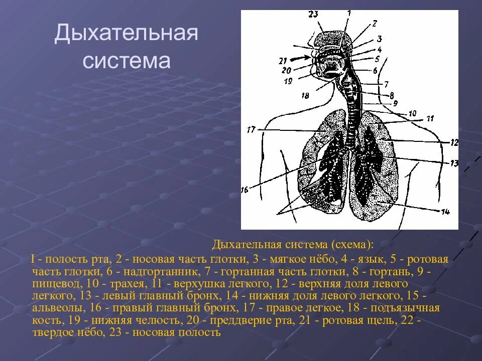 Органы входящие в дыхательную систему функции. Схема строения системы органов дыхания. Отделы дыхательной системы схема. Дыхательная система схема 8 класс. Дыхательная система органов дыхания схема.