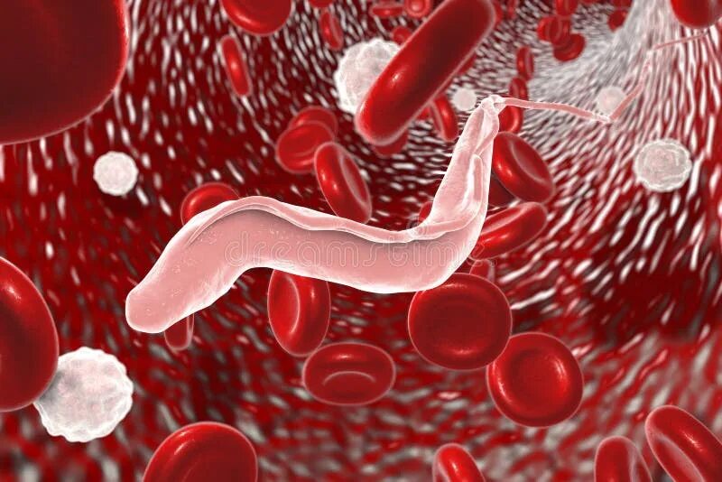 Сонный вирус. Вирус джона каннингема. Фото рисунок красивые вирус с тремя кольцами радиация. Трипаносома гондии. Трипаносома клинические проявления.