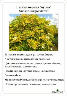 Бузина описание