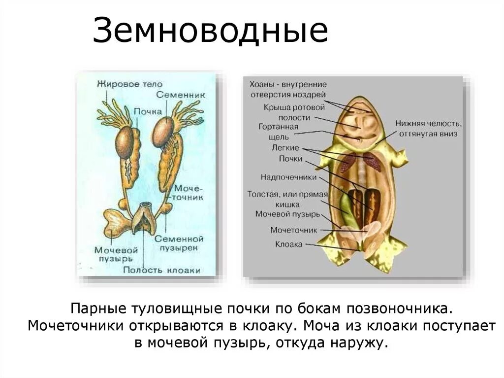 Мочеточник у земноводных. Выделительная система земноводных 7 класс. Органы выделительной системы лягушки. Выделительная система амфибий 7 класс. Выделительная система система земноводных.