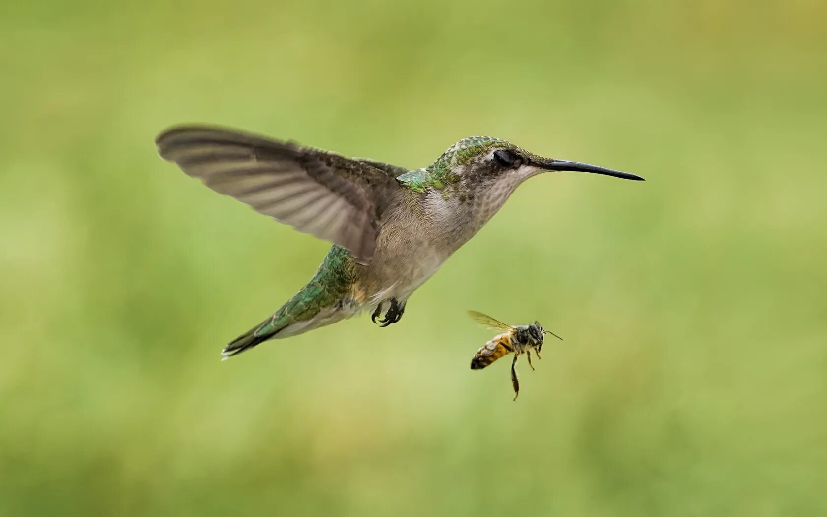 Птица питающаяся летающими насекомыми