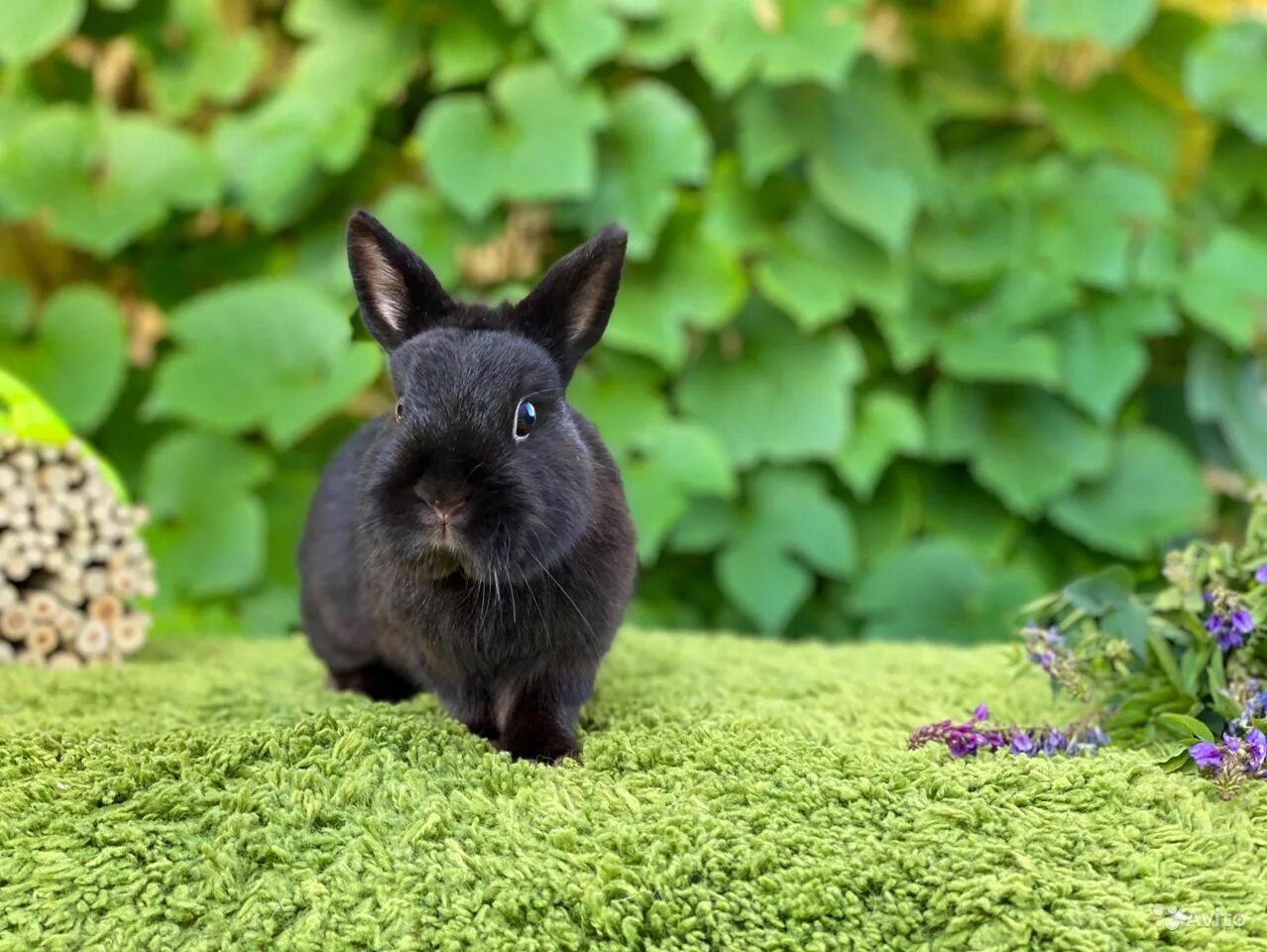 Black rabbit
