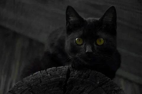 Мартовский кот мрак 2