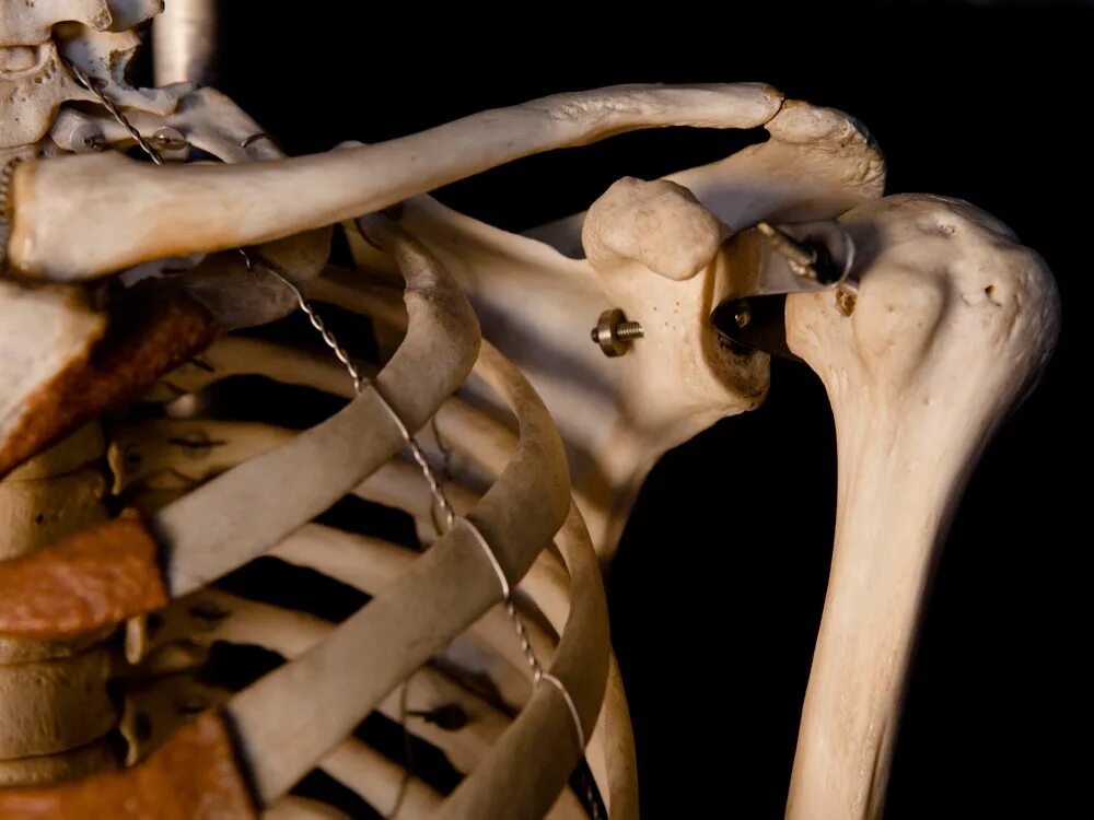 Рубить кости. Плечевой скелет. Скелет плечевого сустава. Ключица скелет.