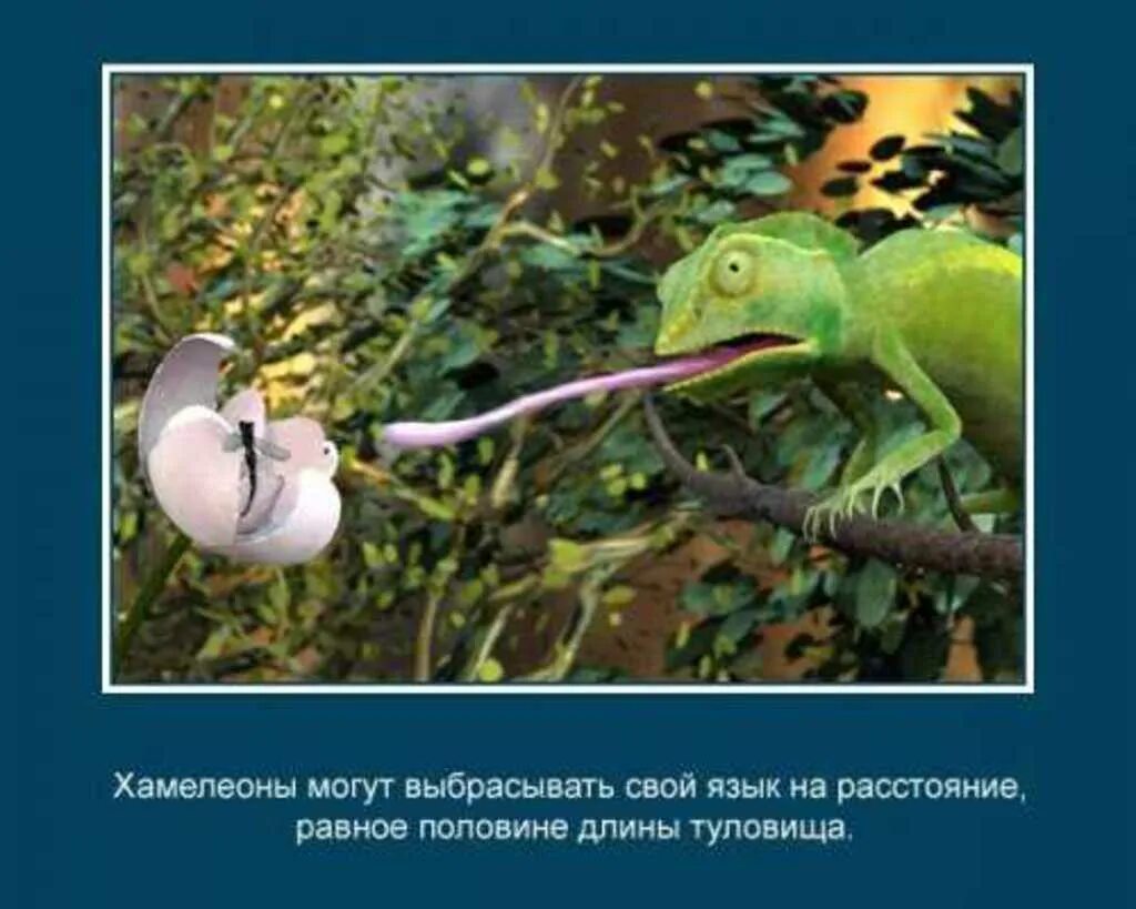 Белуха интересные факты. Интересные факты о природе. Интересные факты о жизни животных. Интересные факты о животных. Разнообразие фактов.