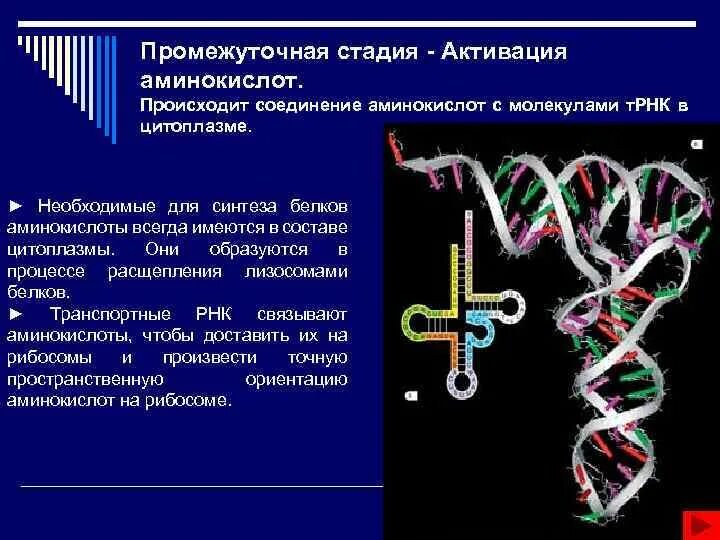 Активация аминокислот. Активация ТРНК. Соединение ТРНК С аминокислотой. Биосинтез белка стадия активирования.