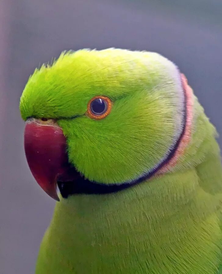 Попугай кольчатый ожереловый. Ожереловый попугай зеленый. Ожереловый попугай желтый. Индийский кольчатый попугай ожереловый.