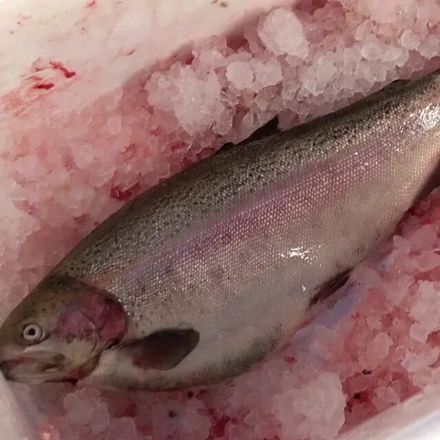 форель карельская 1. ладожская форель. форель из карелии купить по субботам в тосно. форель радужная непотрошеная. радужная форель челябинск.