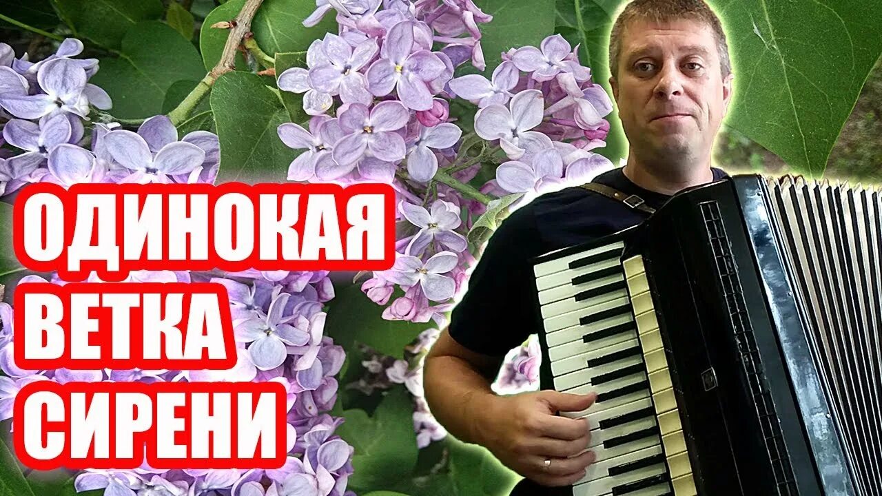 Одинокая ветка сирени. Ветка сирени песня. Песня одинокая ветка сирени. Текст песни плыл по городу запах сирени