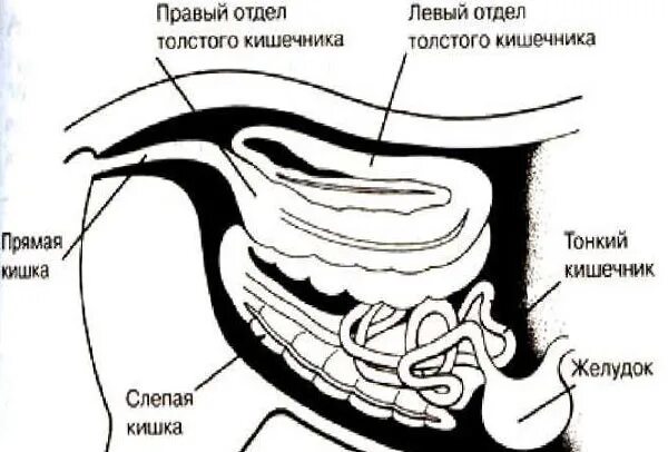 У каких животных короткий кишечник. Анатомия Толстого отдела кишечника у собак. Строение тонкого кишечника собаки. Тонкий кишечник собаки анатомия. Анатомия кишечника телят.