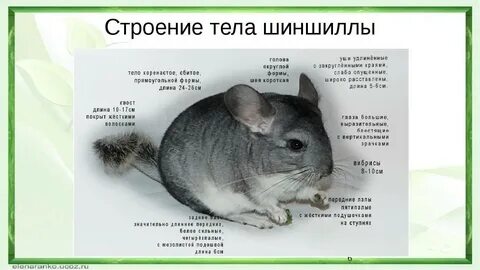 Шиншилла описание