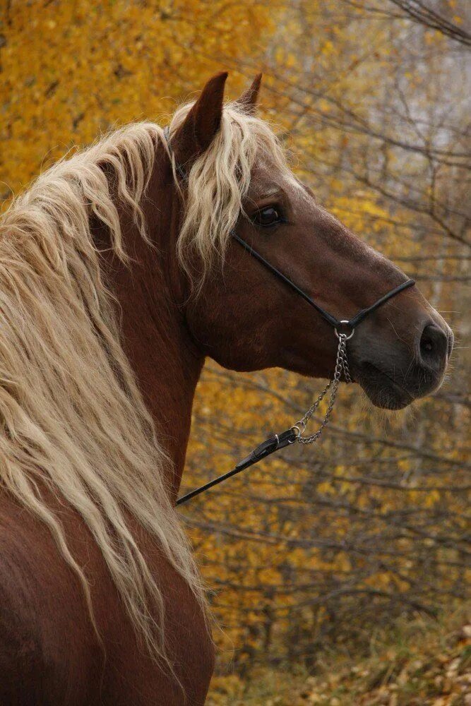 Красивые лошади. Фотопортрет лошади. Морда лошади. Портретная фотография лошадей.