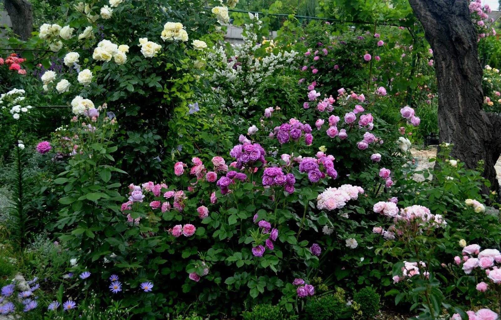 знаменитый розарий тирасполя. розарий штепы. розарий штепы. роза " роджентс парк букет. розарий сережниковых.