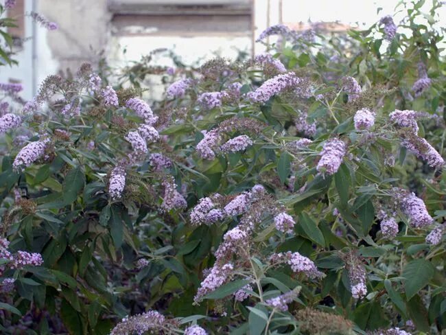 Куст с лиловыми цветками. Буддлея медонос. буддлея белая. буддлея светло сиреневая. куст с мелкими сиреневыми цветочками.