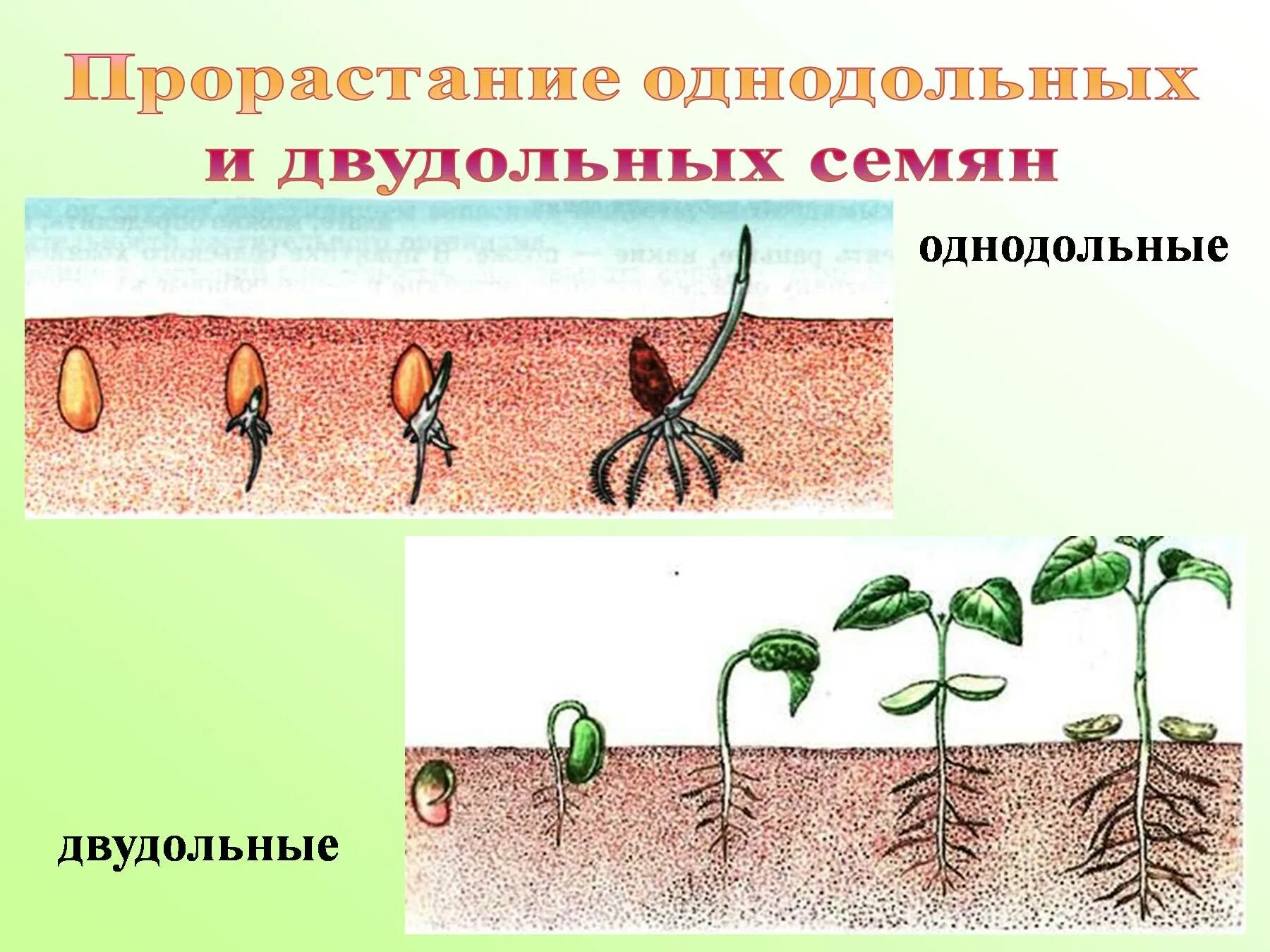 Условия развития семян. Прорастание семян однодольных растений. Прорастание двудольных растений. Прорастание однодольных и двудольных семян. Проросток однодольного растения пшеницы.