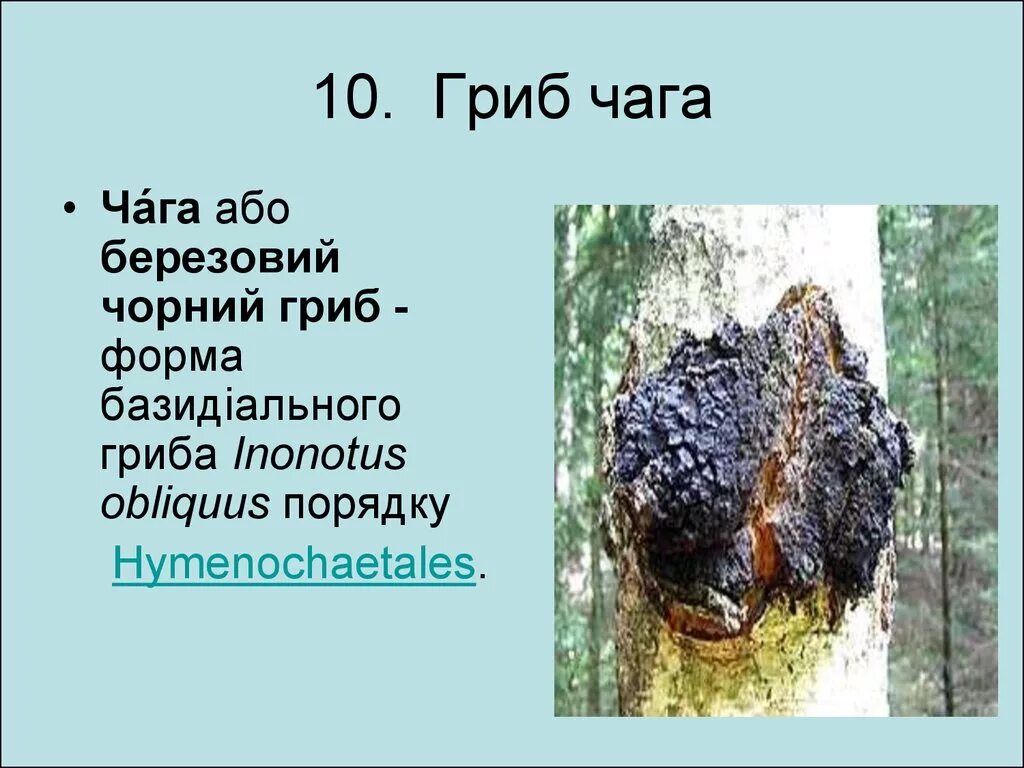 Св-ва берёзового гриба чага. Чага березовый гриб полезные. Гриб трутовик чага. Чага на Березе. Как пить гриб чага