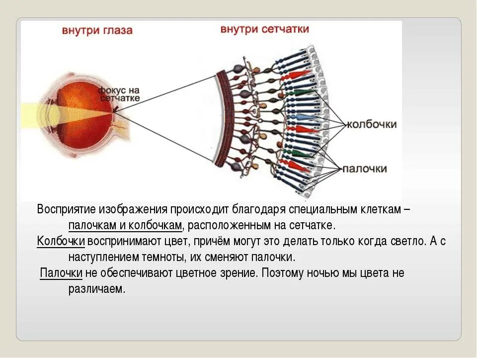 Изображение попадает если оно расположено впереди сетчатки. Строение человеческого глаза с палочками и колбочками. Строение зрение глаза палочки и колбочки. Палочки и колбочки сетчатки глаза функции. Колбочки сетчатки глаза являются элементами какого зрения.