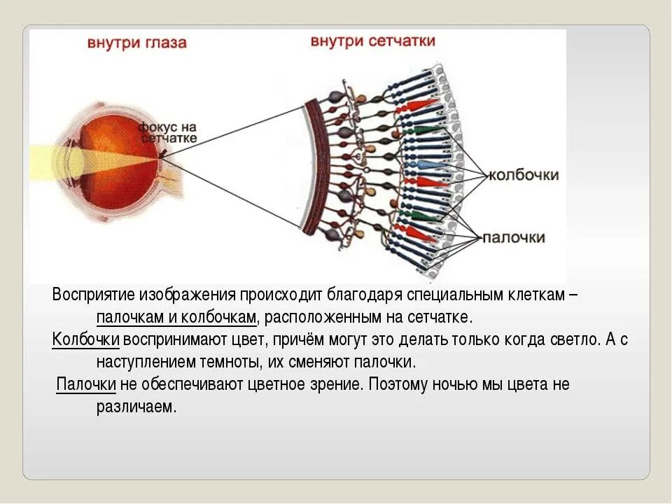 Благодаря чему мы видим. Палочки и колбочки сетчатки глаза. Колбочки и палочки внутри глаза. Строение глаза колбочки и палочки. Схема глаза человека палочки и колбочки.