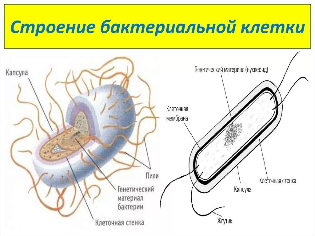 Клеточная стенка и мембрана бактерий. Нуклеоид бактериальной клетки строение. Структура строения бактериальной клетки. Структура бактериальной клетки нуклеоид. Складки мембраны бактериальной клетки называются.