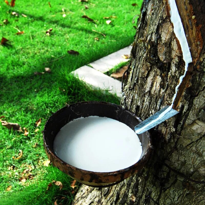 Натуральный каучук это природный полимер. Сок гевеи каучук. Млечный сок каучуконосов. Синтетический каучук. Винилпиридиновый каучук.