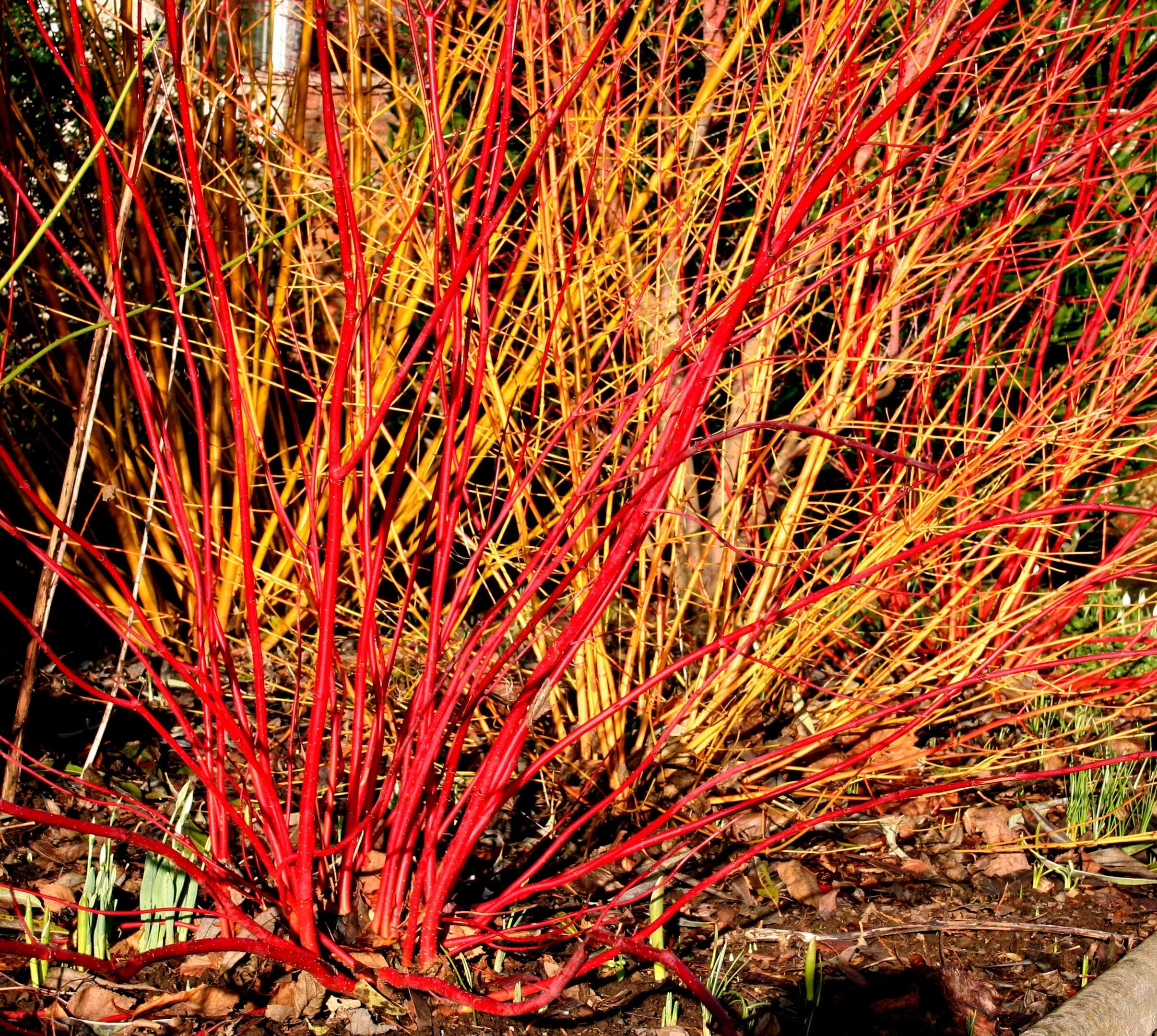 Дерен красный купить. Cornus Alba 'Westonbirt'. Дерен Cornus Alba Westonbirt. Дерен белый Westonbirt. Дерен Кессельринги.