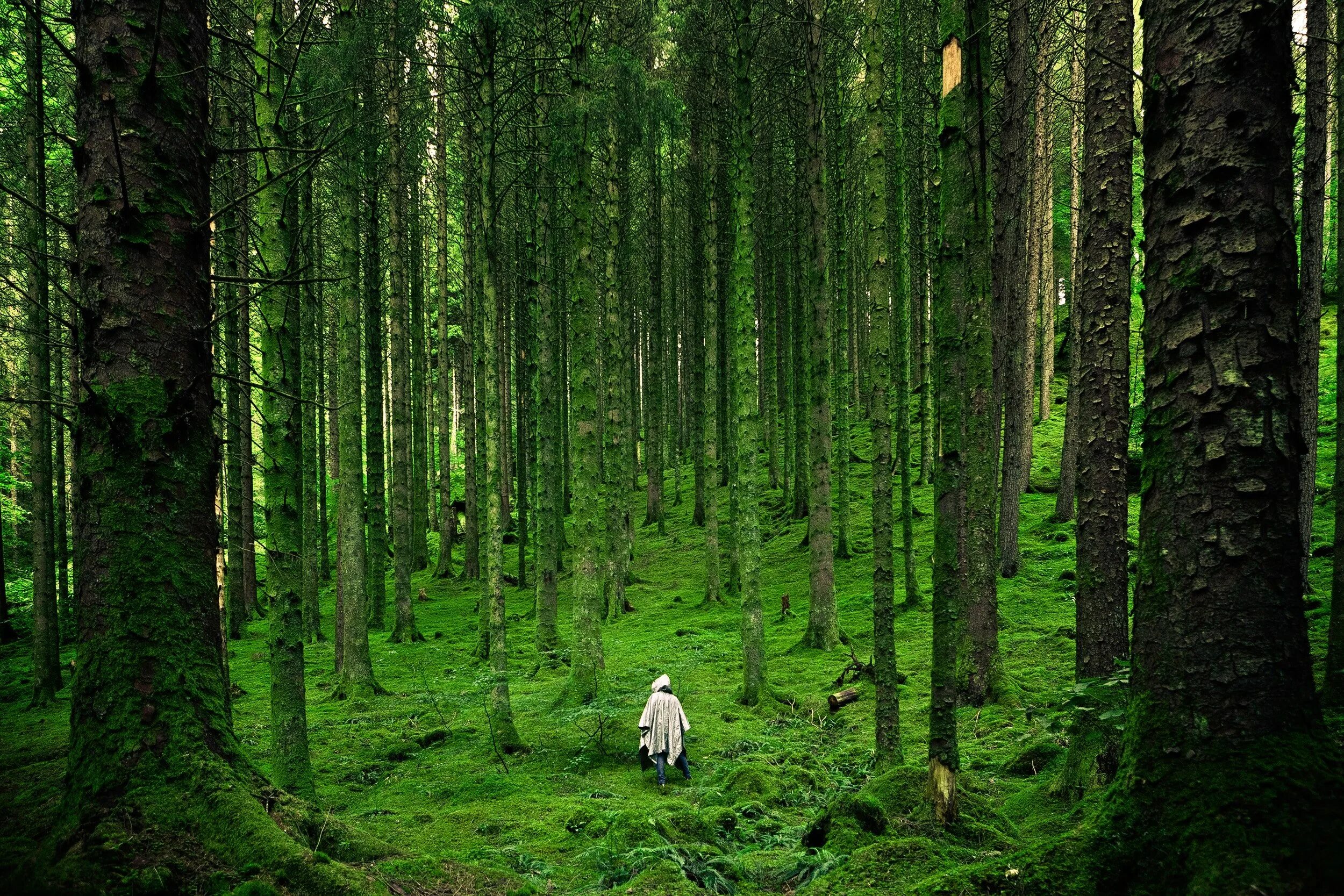 Лесной это. Синрин-Йоку. Бирнамский лес Шотландия. Мшистый лес Форкс. Мистический мховый лес Малайзия.