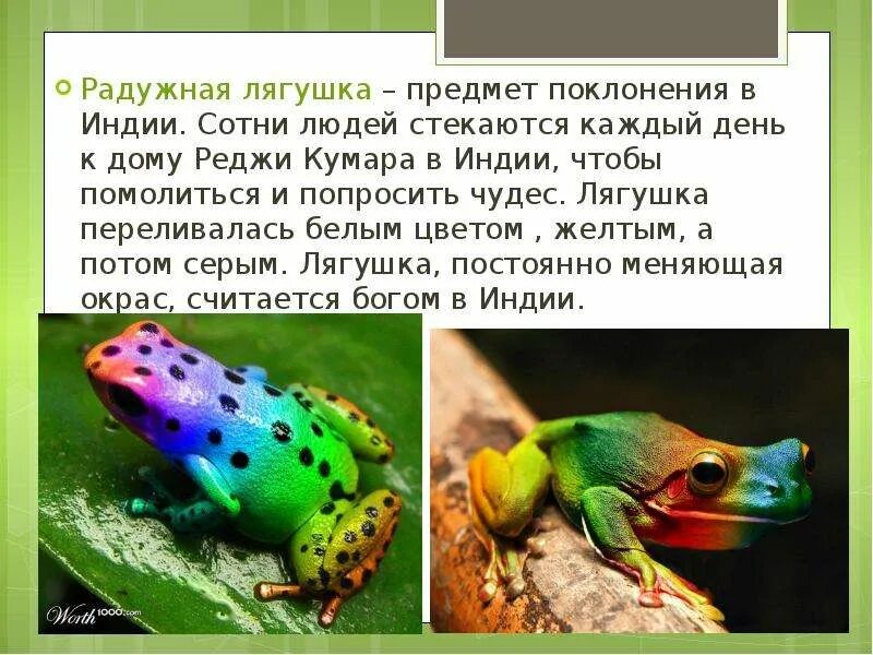 Проект про лягушку 3 класс Информация о лягушке 58 фото