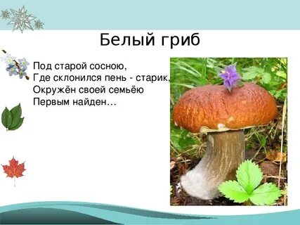 Белый гриб рассказ 3 класс