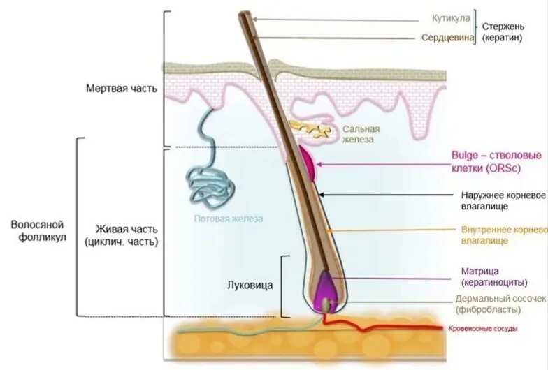 Строение волоса стволовые клетки. Клетки волосяного фолликула. Строение волосяного фолликула схема. Строение волоса и волосяного фолликула.