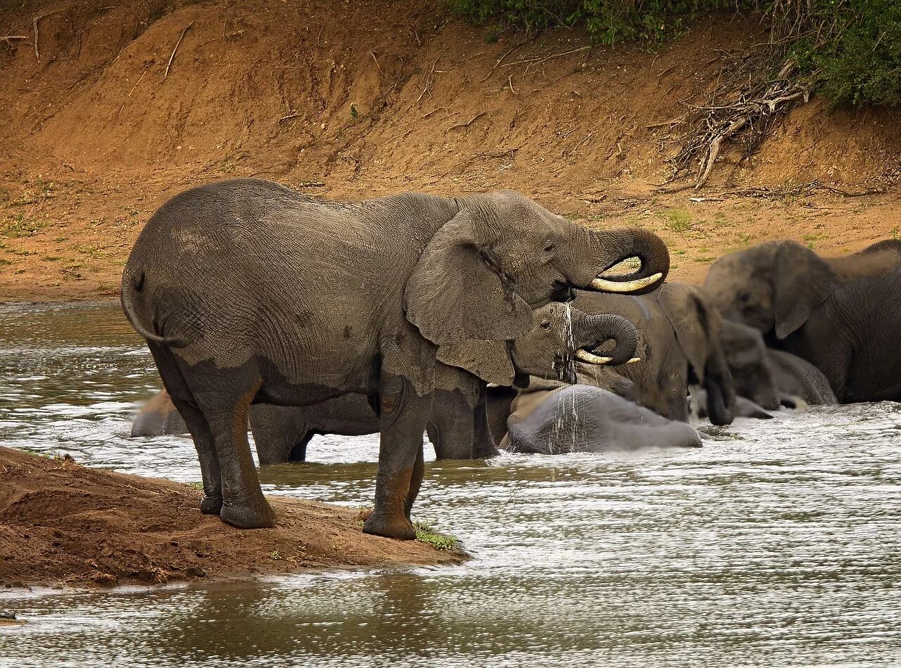 Elephant river. Слон река. Слон в речке. Слоны в речке.