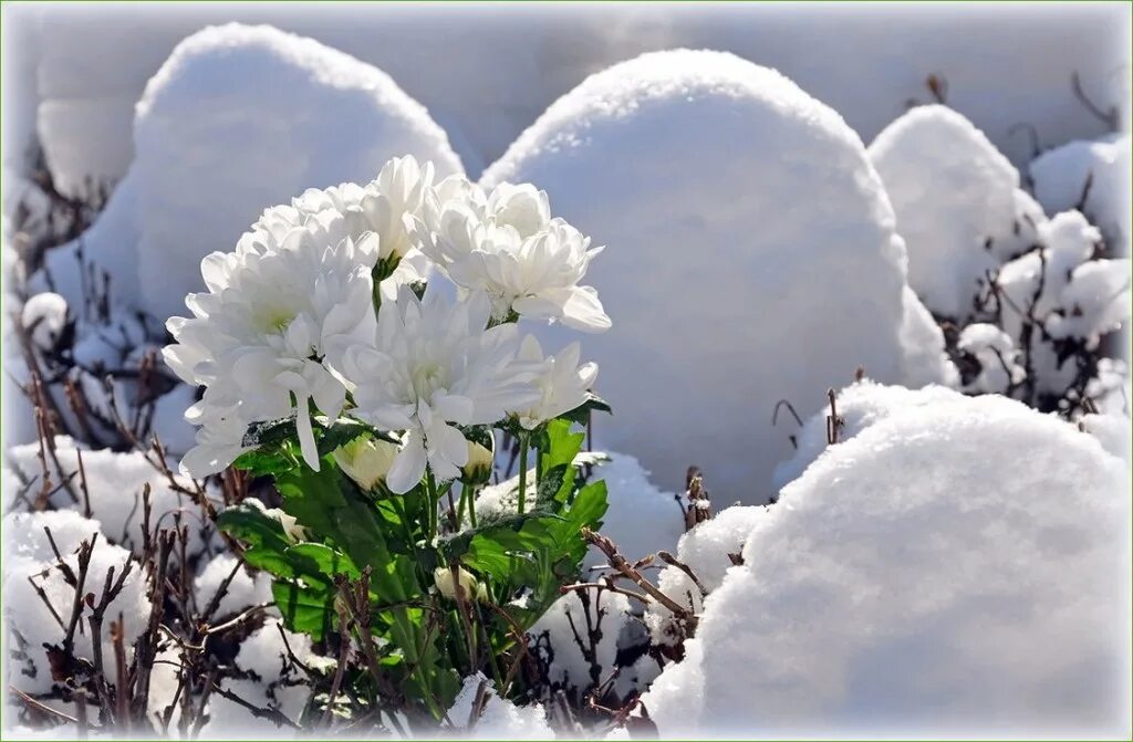 Спокойно апрель. Подснежники эдельвейсы. Зимние цветы. Цветы в снегу. Цветы зимой.