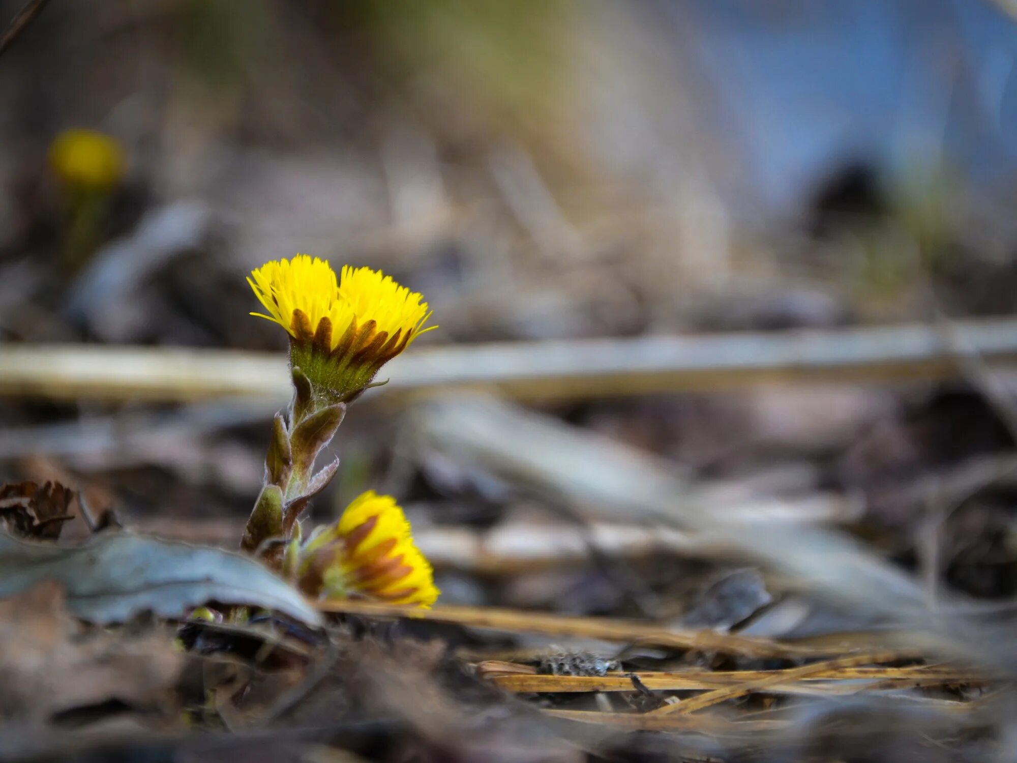 мать и мачеха в мурманске. мать-и-мачеха (мать-и-мачеха). мачеха на природе. полянка с мать и мачехой. весенние цветы мать и мачеха.