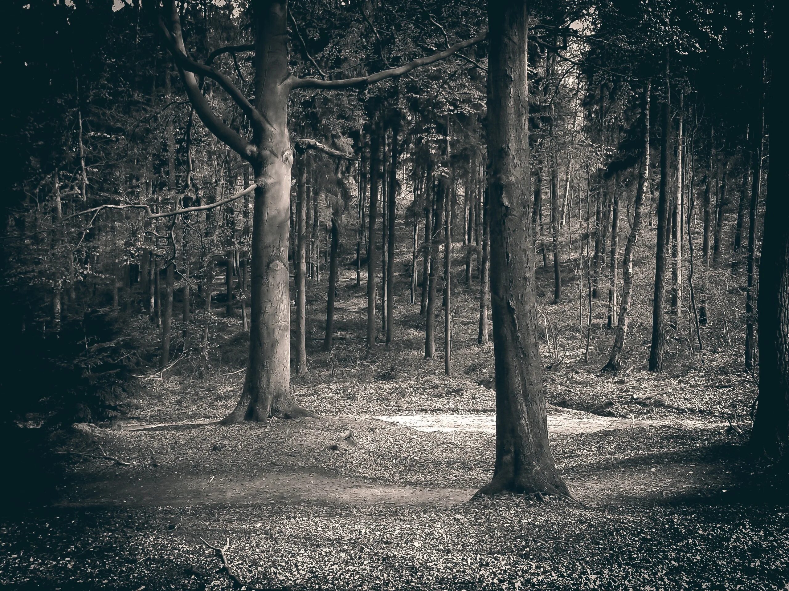 Самый черный лес. Черно белый лес. Мрачные фотосессии. Мрачный лес. Черный лес.