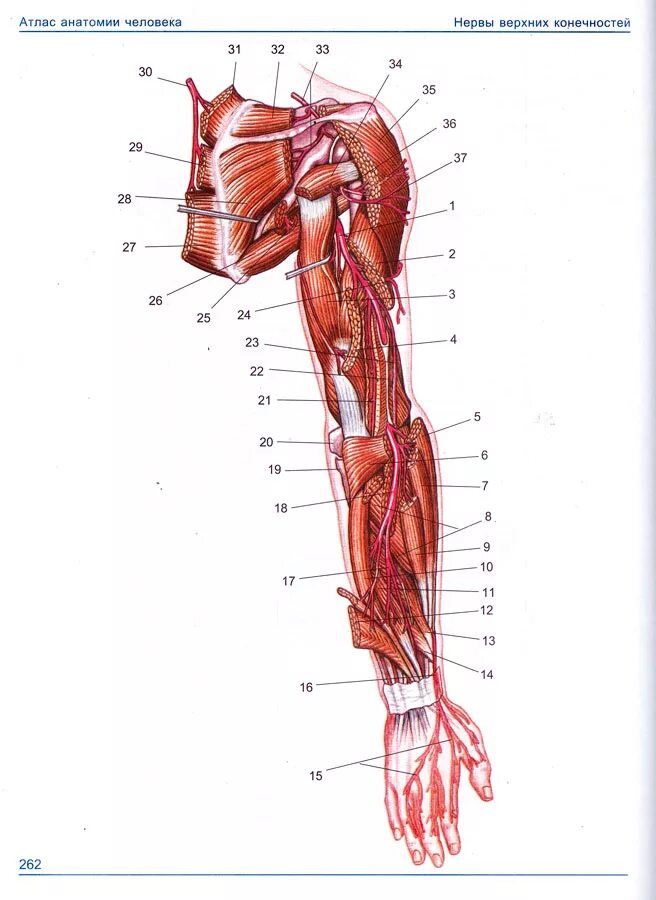 Анатомия верхней конечности. Атлас нервов верхних конечностей анатомия. Анатомическое строение верхней конечности. Артерии и нервы верхней конечности. Мышцы верхних конечностей анатомия атлас Сапин.