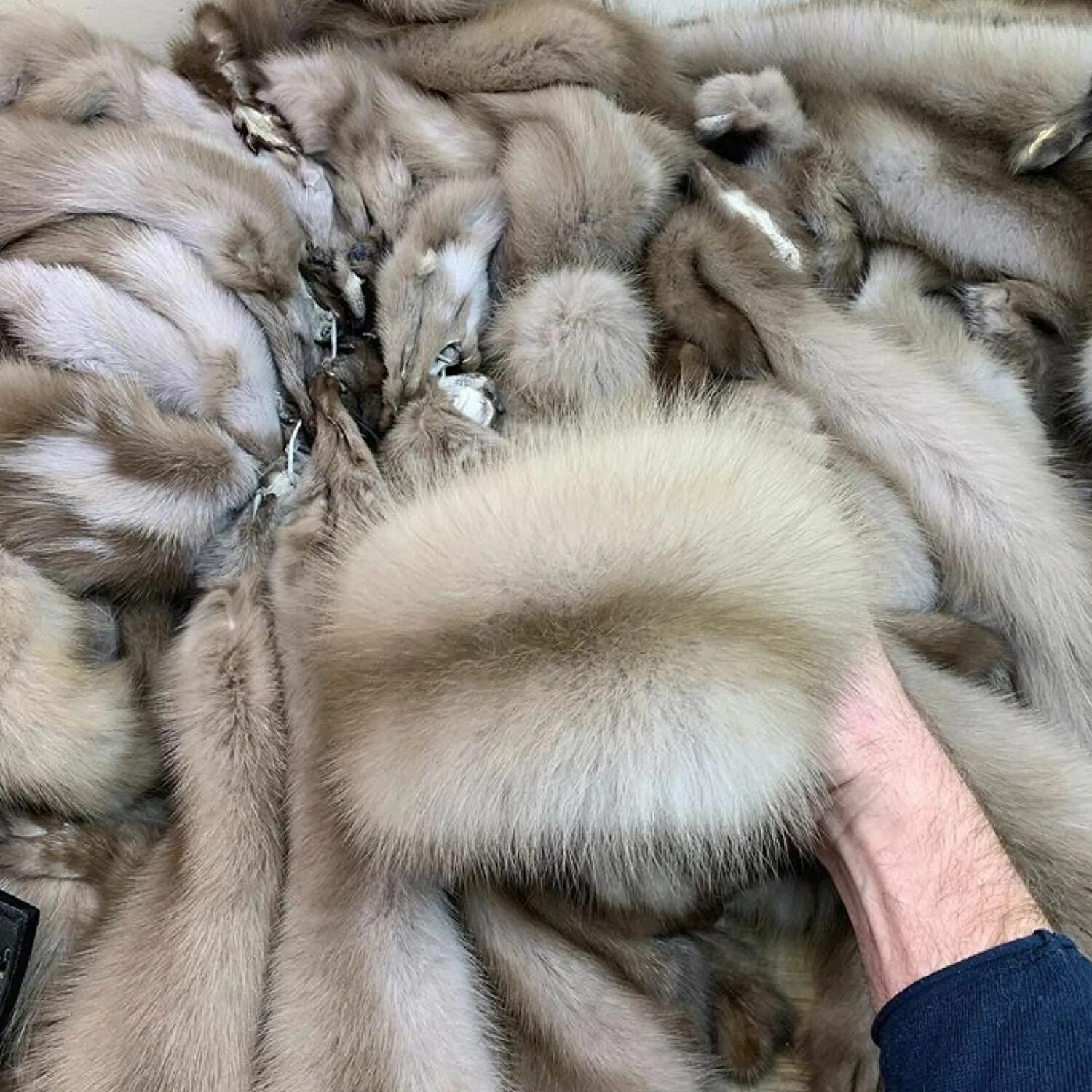 Пушнина москва. Меха пушных зверей. Шапка эскимоска мех. Мех дикой норки цвет енисейского соболя. Пушнина москва.
