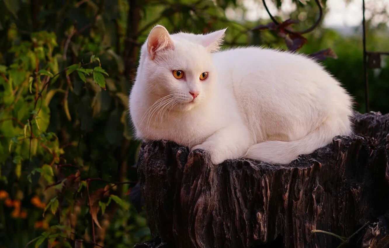 White cat. Вайт Кэт. Кошка белая. Белый. Белая кошка с янтарными глазами.