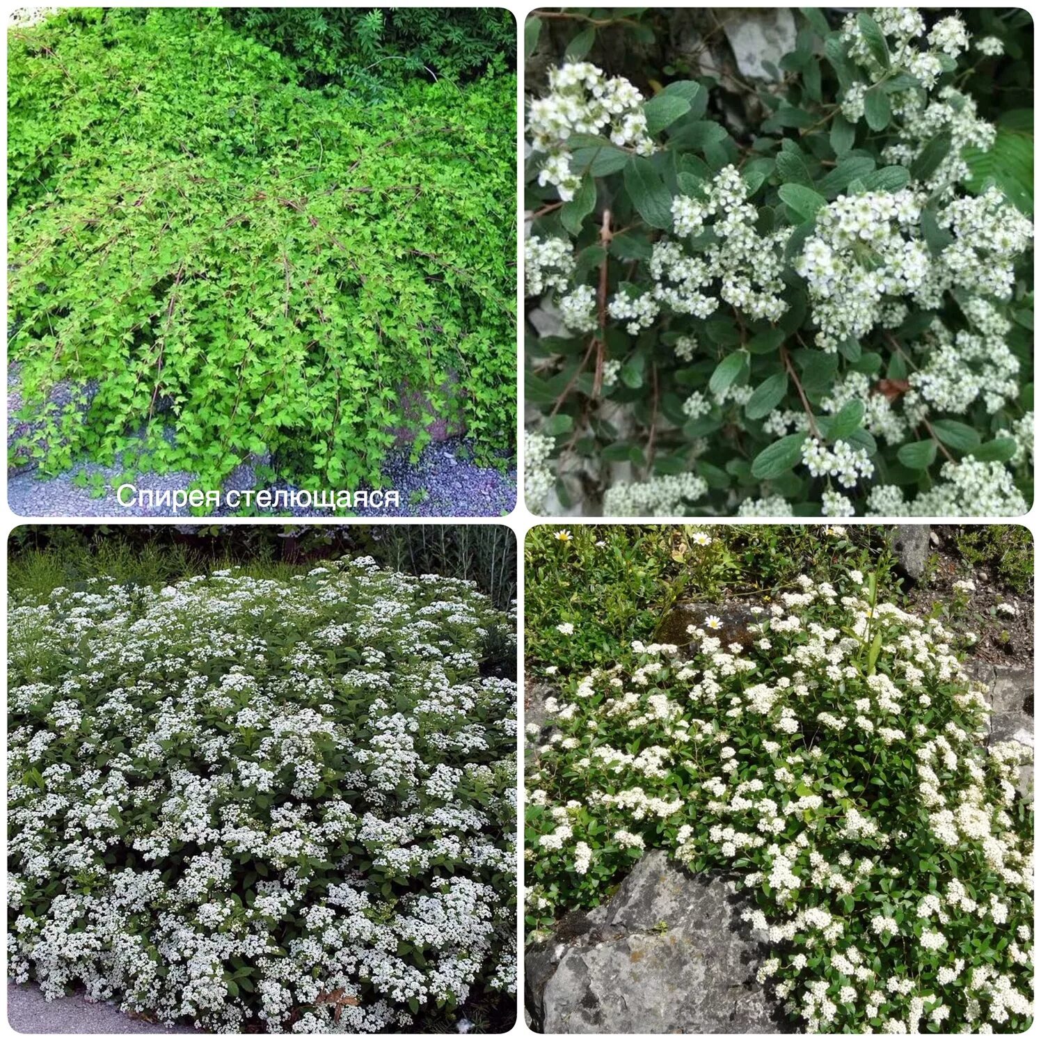Cotoneaster dammeri 'Coral Beauty' - Coral Beauty Bearberry Cotoneaster PlantMas