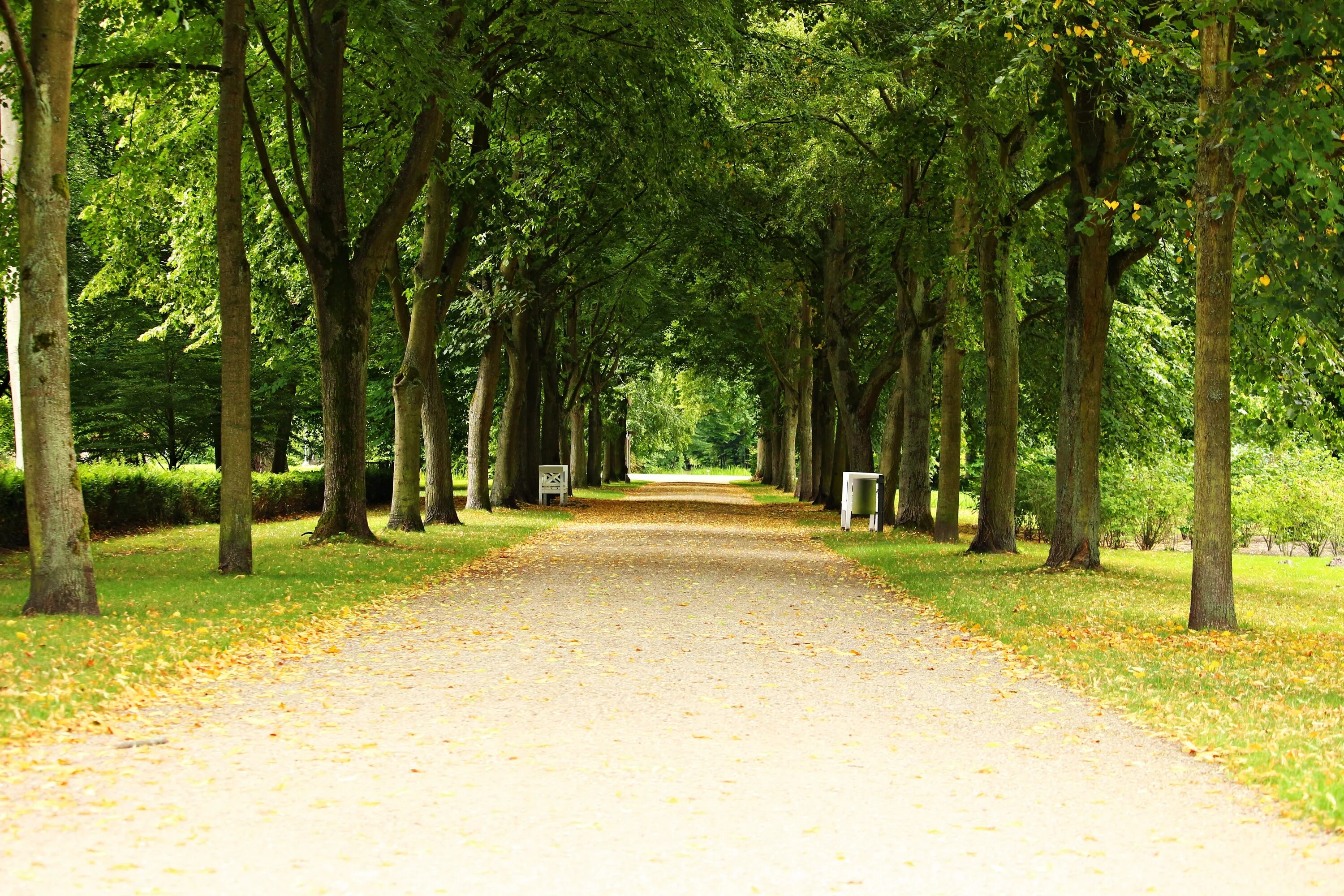 Park alley. Park alley. Аллея парк дагомыс. Дерево платан в дербенте. Городская аллея в анапе.