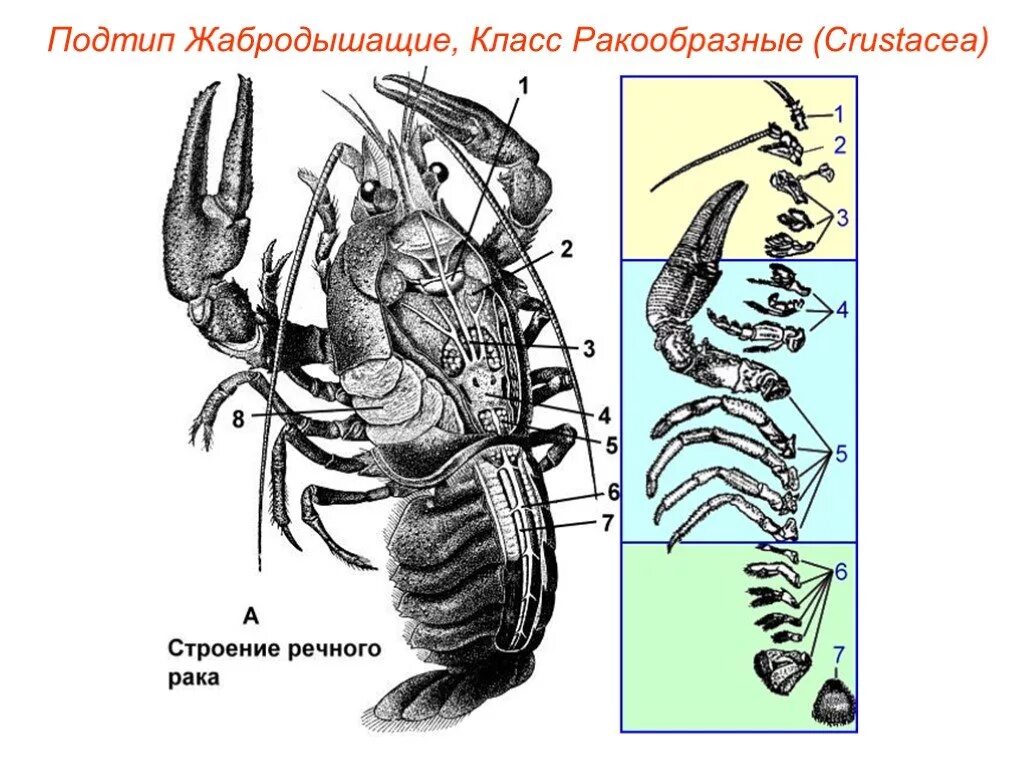 Схема ракообразного. Строение членистоногих ракообразные. Тип Членистоногие класс ракообразные строение. Анатомия ракообразных. Внешнее строение ракообразных.