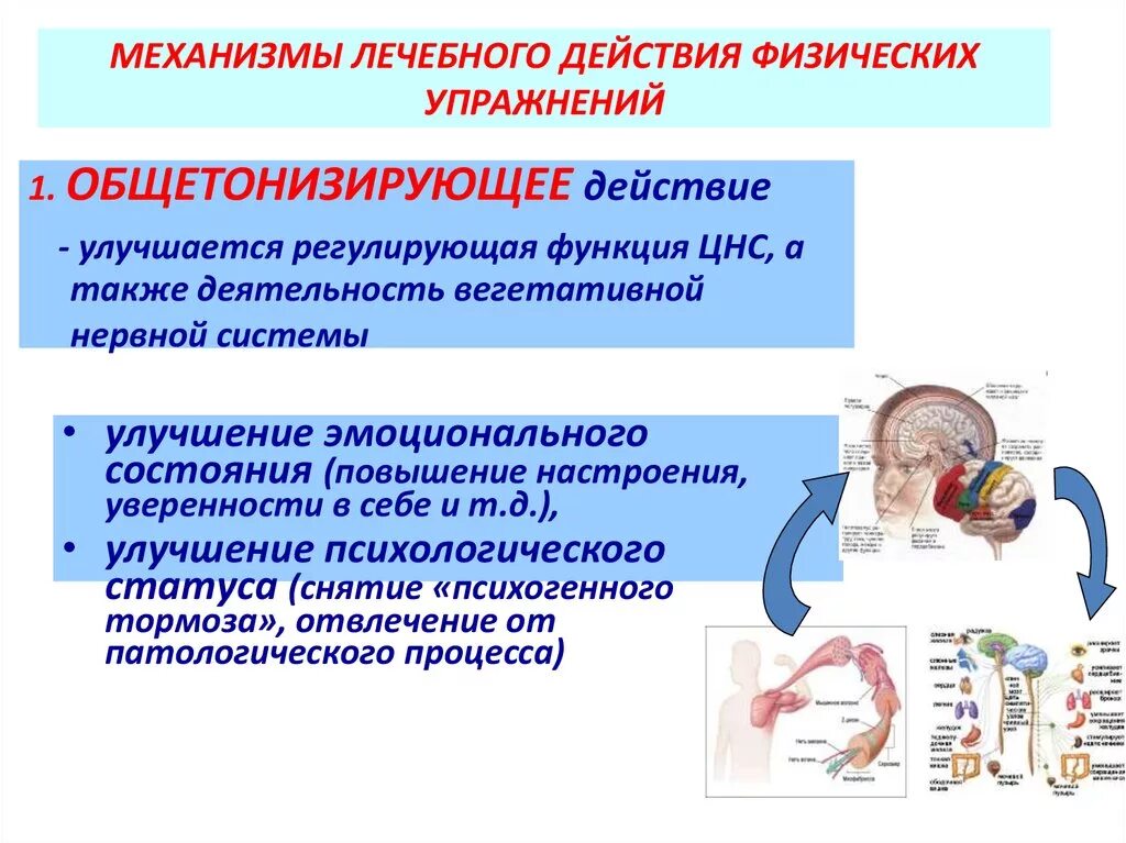 Лечебное действие физических упражнений. Механизм действия ЛФК. Механизмы влияния физических упражнений на организм. Механизмы лечебного действия упражнений. Двигательные реакции организма