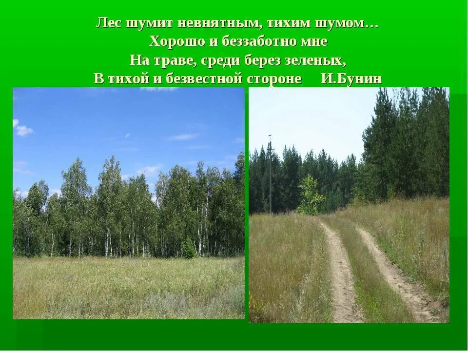 И шумы лесные и говоры. Лес шумит. Лес шумит невнятным ровным. Бунин лес шумит невнятным ровным. Стих лес шумит шумит.