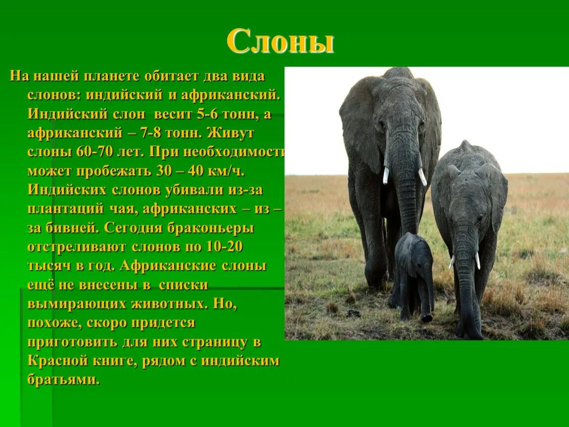 Особенности строения хоботных