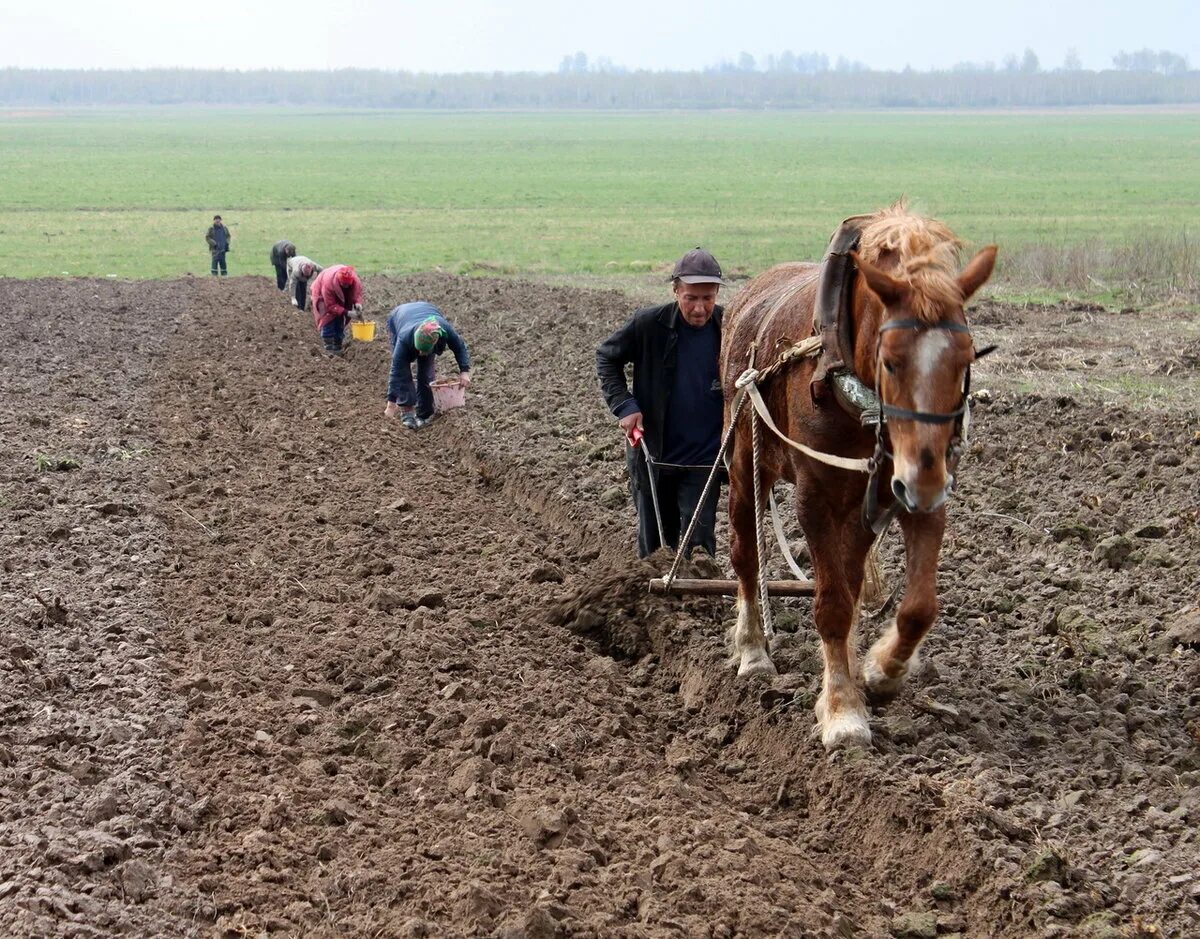 Посевная в деревне. Лошадь пашет. Лошадь пашет землю. Пахать землю.