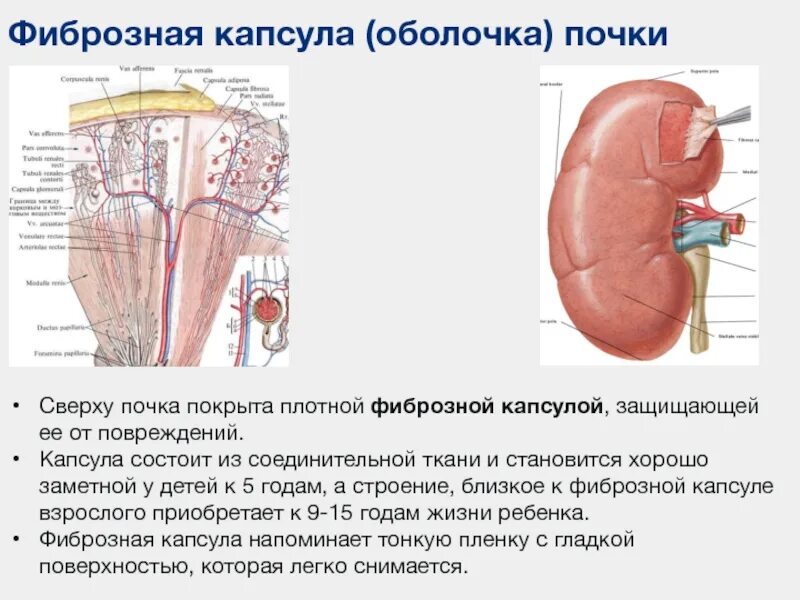Признаки расширения чашечно-лоханочной системы правой почки. Микролит в левой почке 3 мм что. Гистологическое строение строение почки. Плотные почки. Строение почки - капсула почки.
