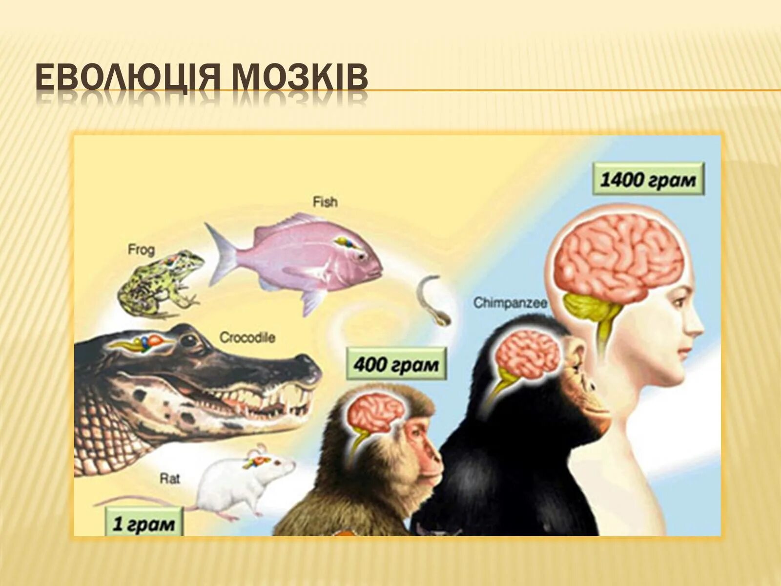 Мозг живой обезьяны. Мозг человека и животных. Размер мозга животных и человека. Мозги человека и животных. Сравнение мозга человека и животных.