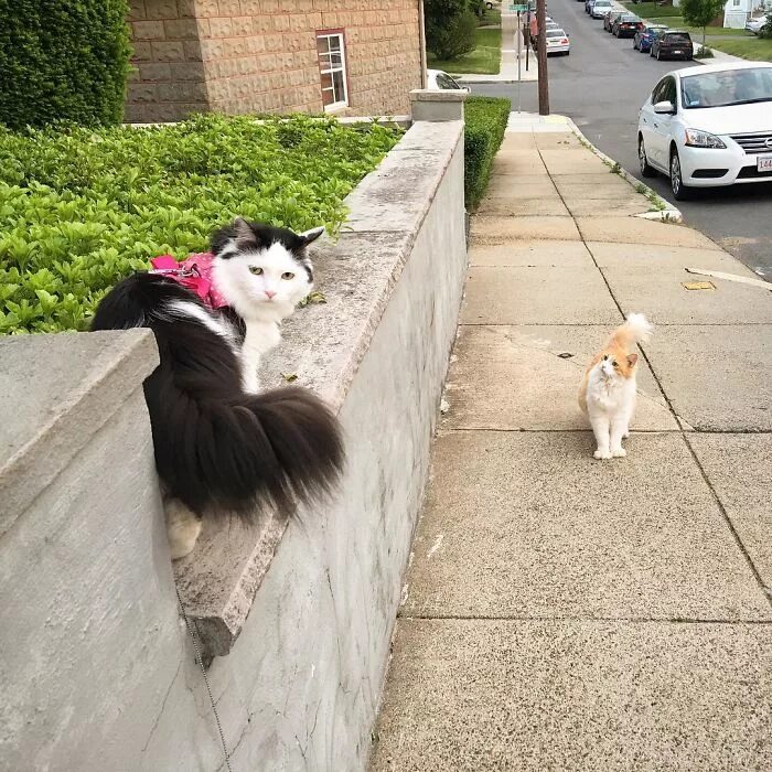 Кот на заборе довольный. He almost the neighbour s cat. Кот саймон картинки. Котик 2 года. He almost the neighbour s cat.