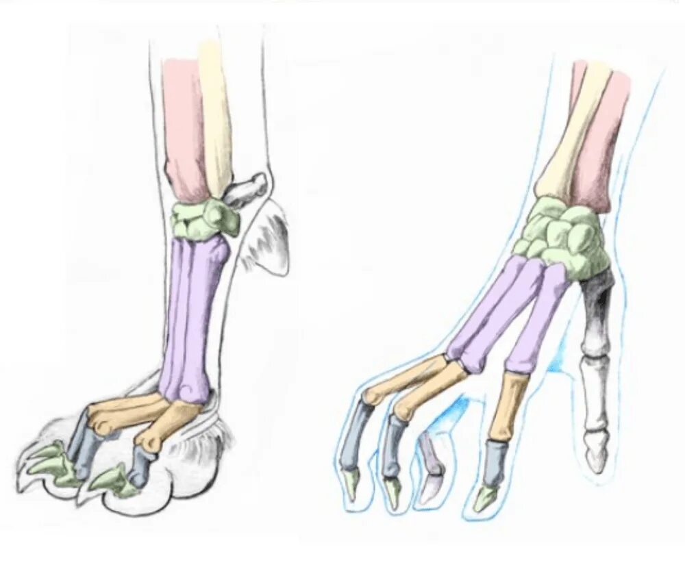 Анатомия лапы кости кота. Анатомия собаки скелет конечностей. Анатомия костей передней лапы собаки. Скелет кошки анатомия лапы. Строение лапок