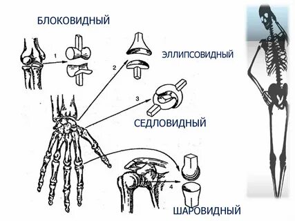 Эллипсовидный сустав