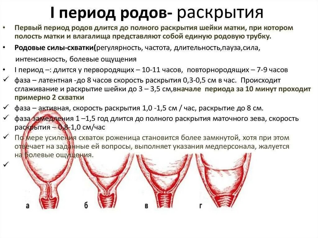 Что значит зев закрыт. Шейка матки перед родами норма. Раскрытие шейки матки при родах периоды. Раскрытие шейки при родах у первородящих. Шейка матки перед родами Размеры.