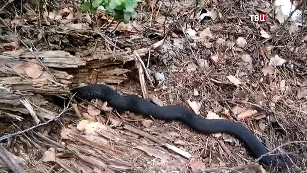 Что будет если змей укусит. Гадюка Никольского (Vipera nikolskii). Змея огневка Сибирская.